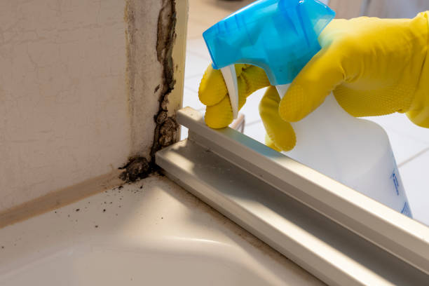 Best Professional Mold Removal  in Clarkson, KY