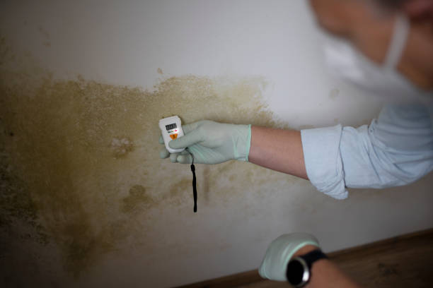 Best Mold Testing  in Clarkson, KY