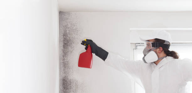 Best Mold Damage Repair  in Clarkson, KY